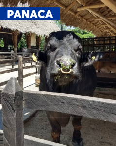 PANACA
